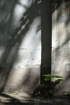 墙角的新叶和墙上的树影