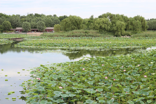 南海子公园荷花2