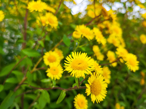 野菊花