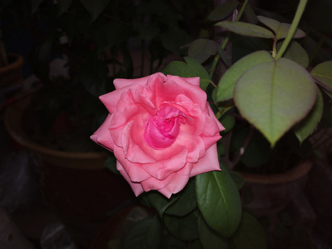 月季花
