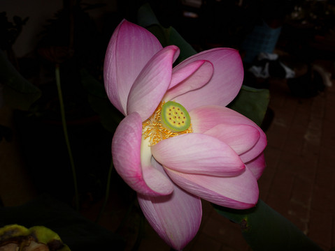 荷花