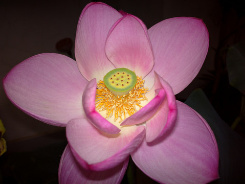 荷花