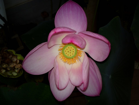 荷花