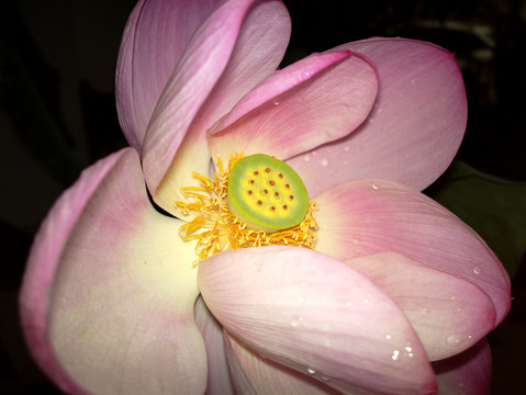 荷花