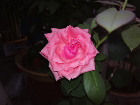 月季花