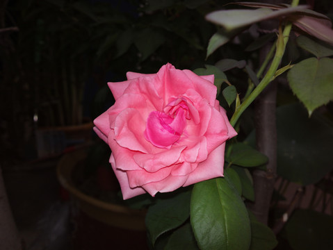 月季花