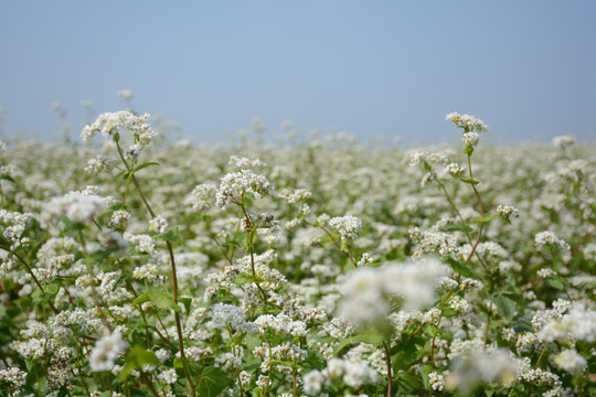 荞麦花特写