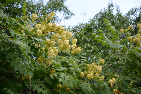 菇茑