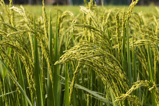 茁壮生长的水稻