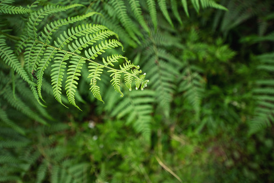 蕨类植物枝叶微距特写