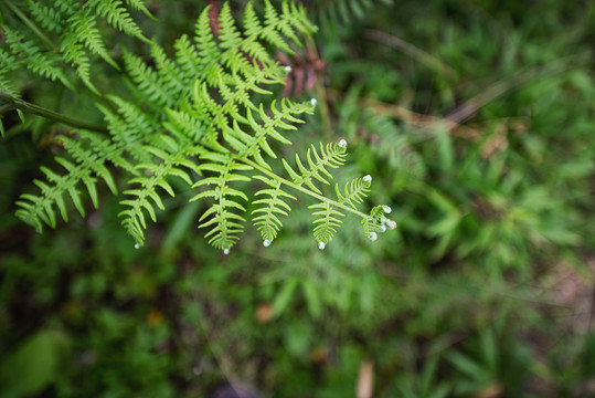 蕨类植物枝叶微距特写