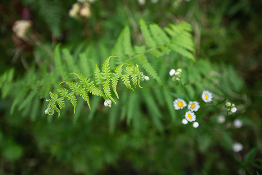 蕨类植物枝叶微距特写