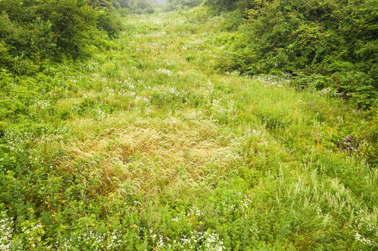 森林原野草地航拍自然风光