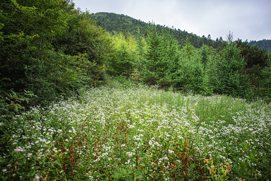 森林原野草地航拍自然风光