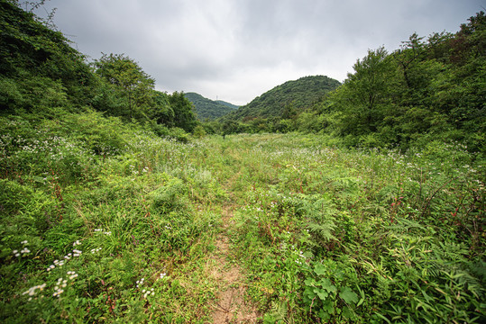 森林原野草地航拍自然风光