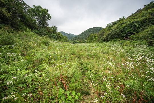 森林原野草地航拍自然风光