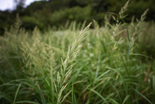 森林原野草地航拍自然风光