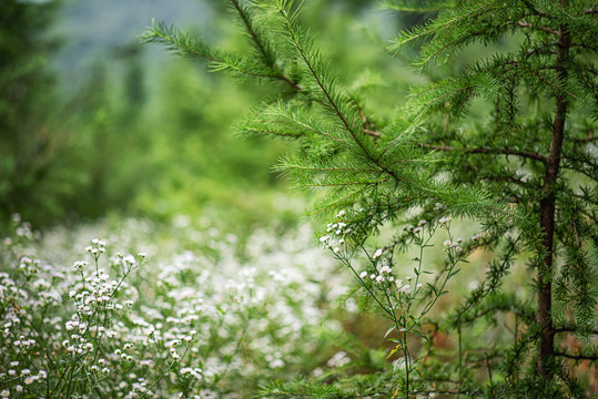 森林原野草地航拍自然风光