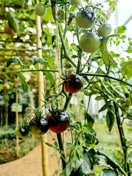 紫番茄