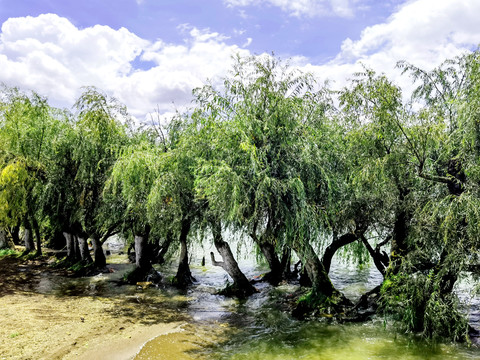 湿地杨柳林