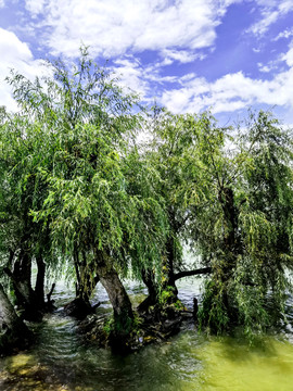 湿地杨柳林