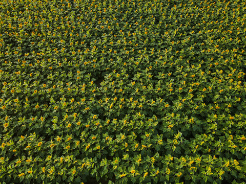 内蒙古达拉特旗草原向日葵