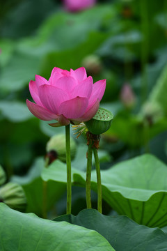 荷花