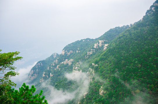 庐山花径青山