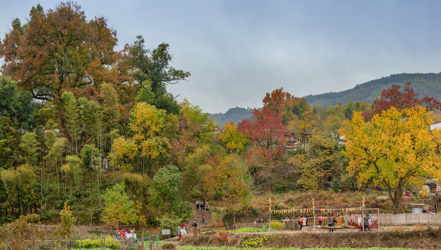 塔川秋色全景图