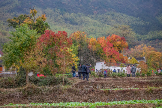 塔川秋色