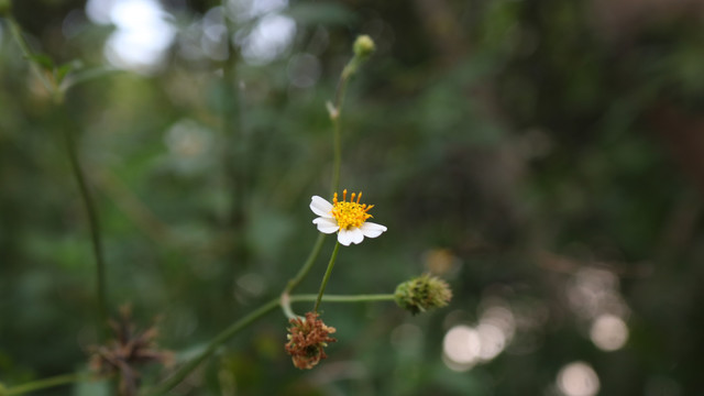 百花鬼针草