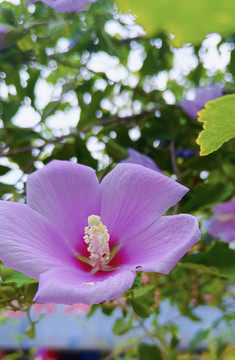 木槿花