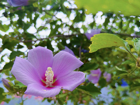 木槿花