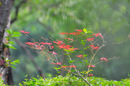 红枫树叶