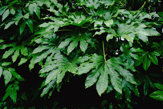 雨中绿叶热带植物