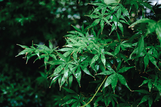 雨中绿叶热带植物