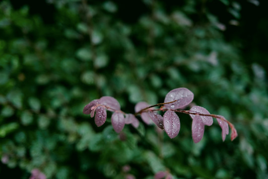 雨中绿叶热带植物