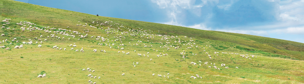 草原牧场羊群放牧