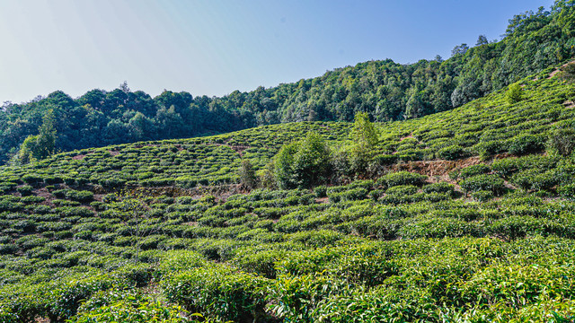 普洱茶茶树