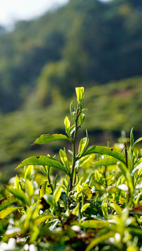 普洱茶茶树