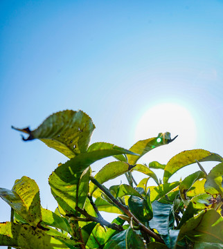 普洱茶茶树