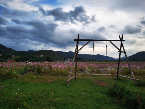 泸沽湖格桑花海