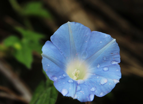 喇叭花牵牛花