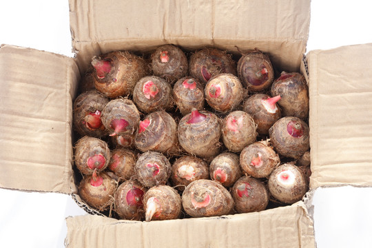 一箱广西红芽芋