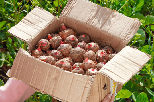 一箱广西红芽芋