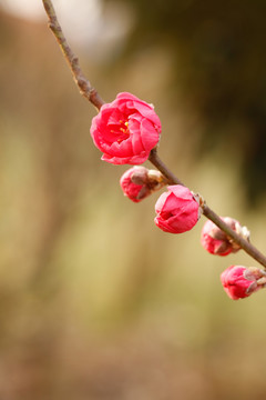 桃树花枝