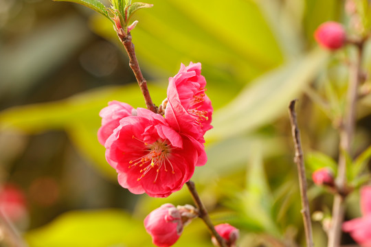 桃树花枝