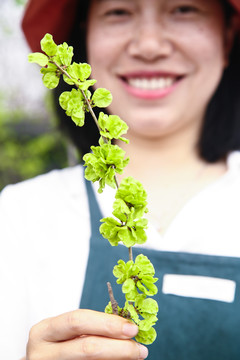 手里拿着榆钱树枝