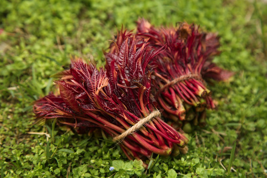 草地上的头茬香椿芽