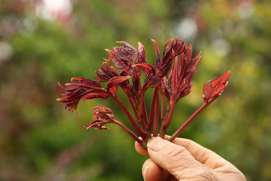 手里拿着香椿芽